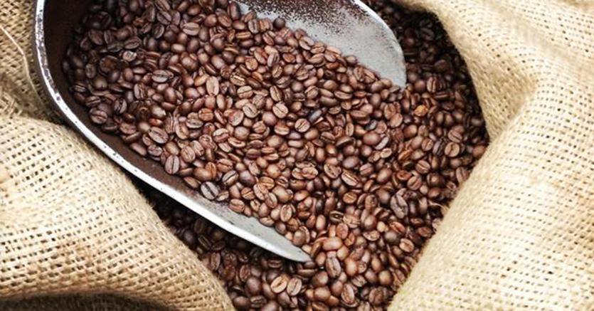 commercianti di caffè verde europa